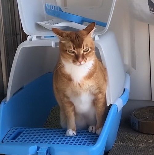 网红猫敦敦去世上热搜，年仅6岁，它为何能火上热搜？