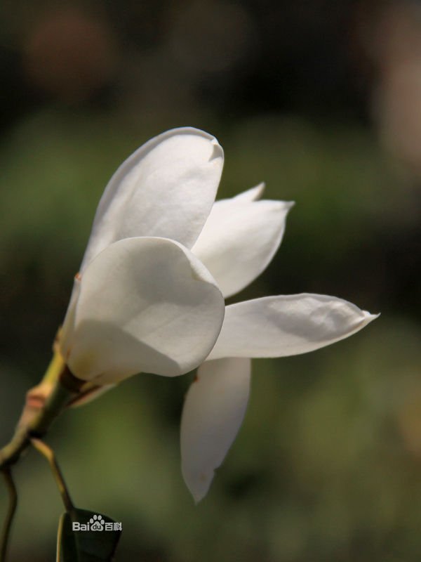 谁知道这是什么花?我在豪方现代豪园附近的天桥那里抓拍到的~