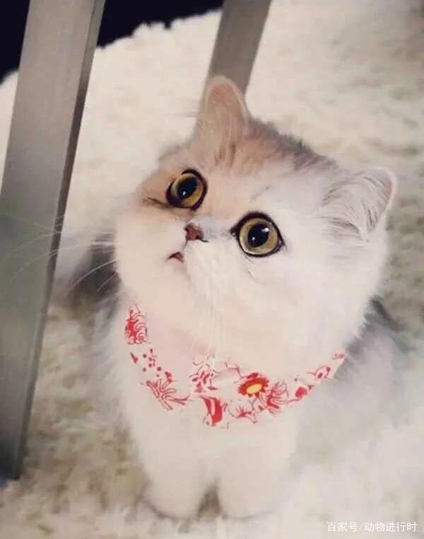 在猫咪面前学喵叫，它到底能不能听懂？