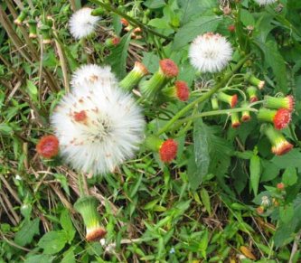 靠风力传播种子的植物有什么