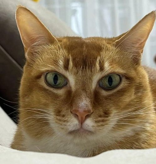 网红猫敦敦去世上热搜，年仅6岁，它为何能火上热搜？