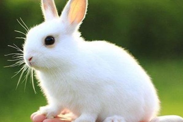 2023年犯太岁最凶的四大生肖