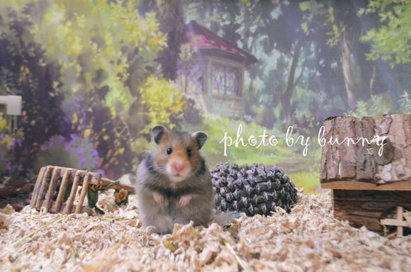 金丝熊照片(10张)