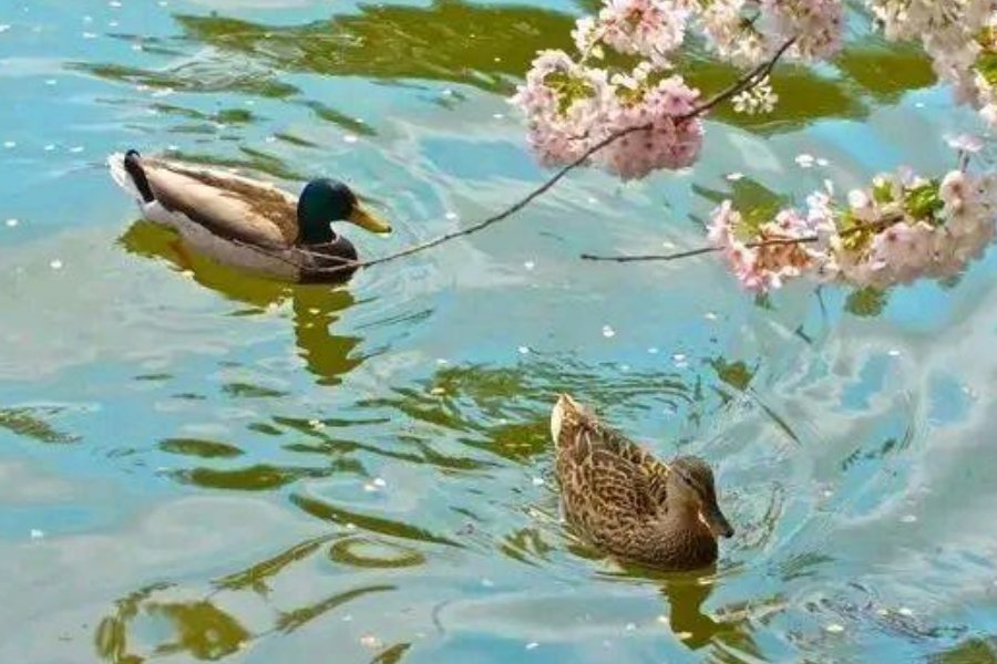 竹外桃花三两枝的下一句是什么