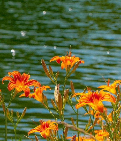 萱草象征忘忧，花语是什么？