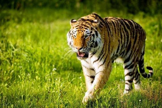 老虎的种类有几种？