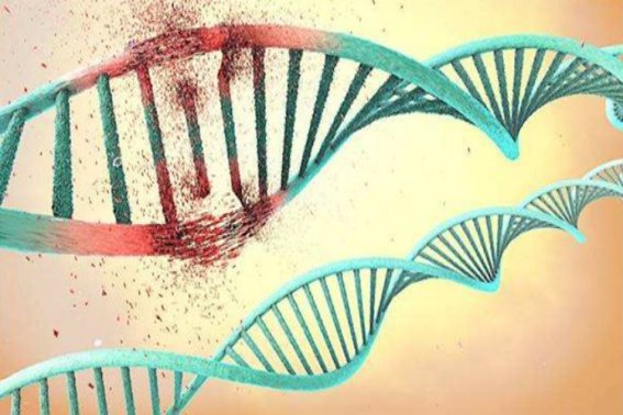 断裂基因的名词解释