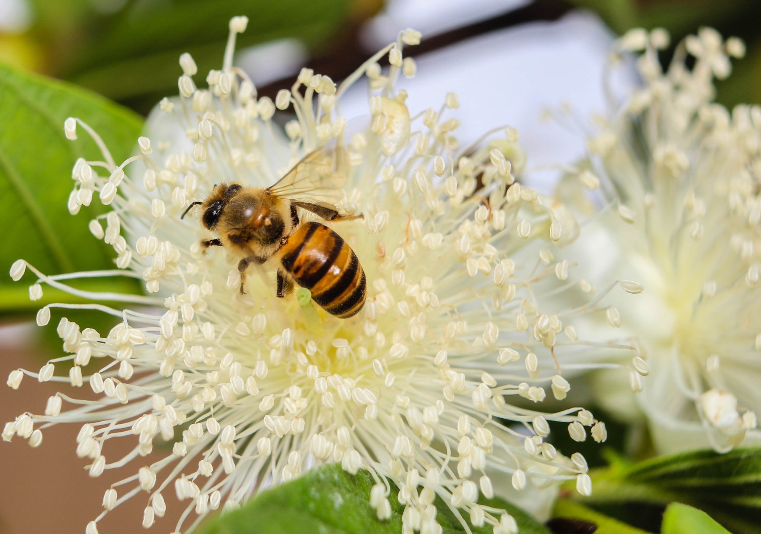蜜蜂可以比作什么人？