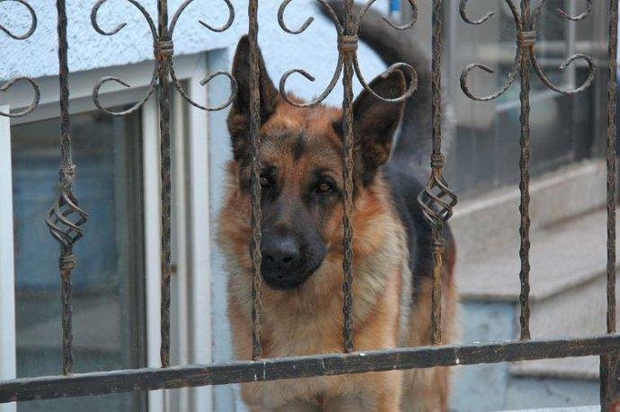 德牧壮壮被警察枪杀，原因是什么？