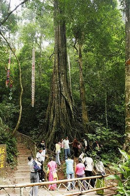 巴西亚马孙地区发现88.5米大树，什么样的环境下适合巨树生长？