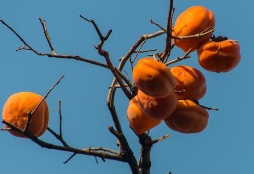 高台树色为什么退圈了