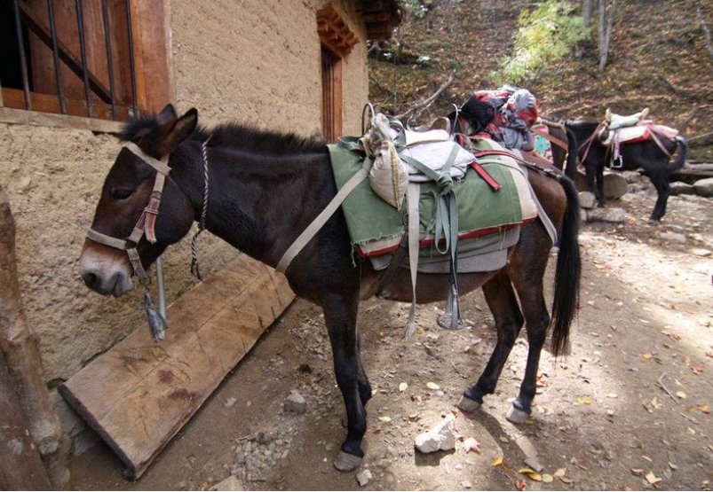 用甩字怎么造句呢？