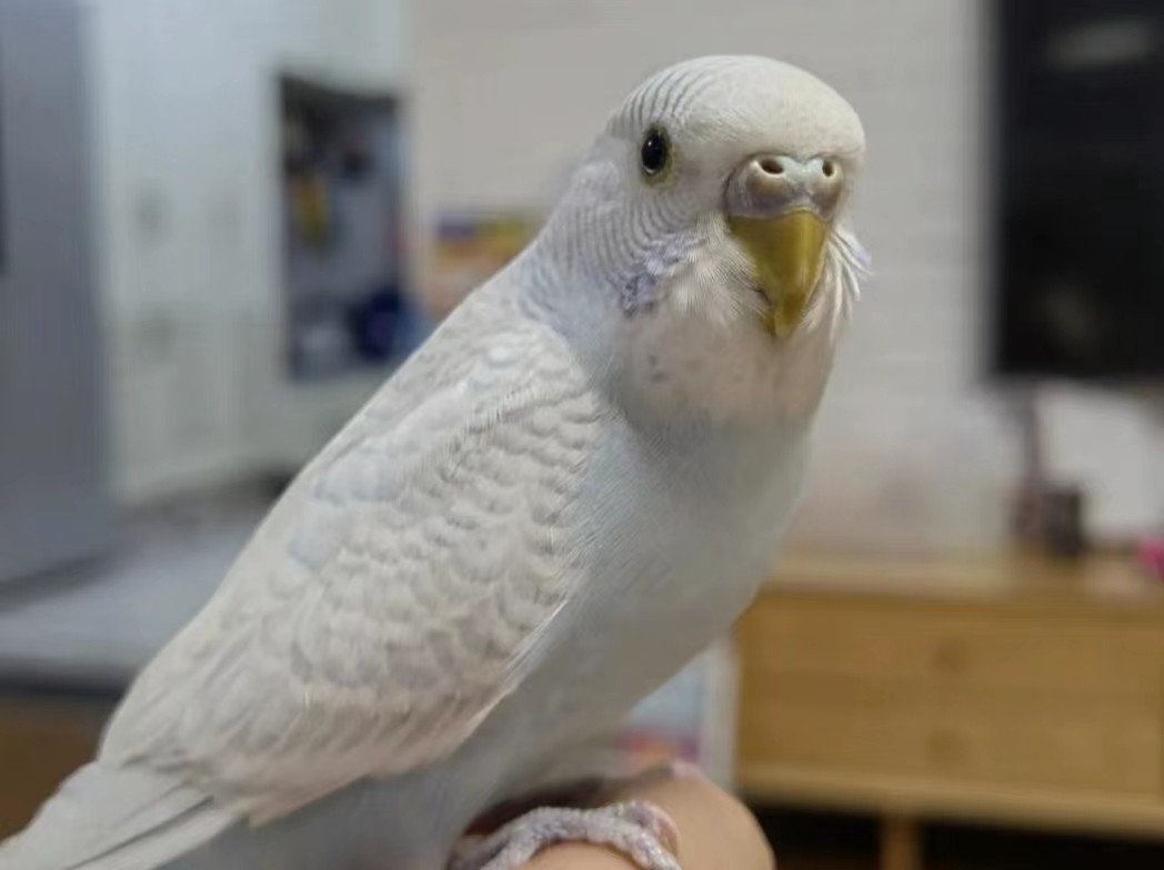 抓虎皮鹦鹉的正确姿势