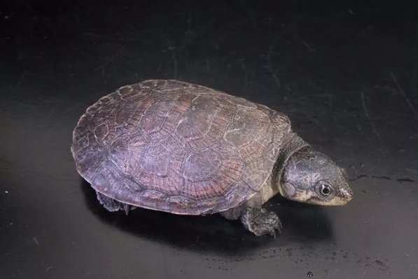 十大恐怖的乌龟