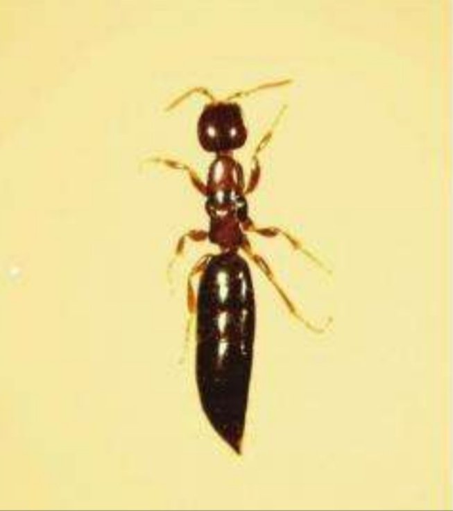 家里有这种很小的红色小虫，不知道是什么？怎么招的虫子？有时候床上也出现。