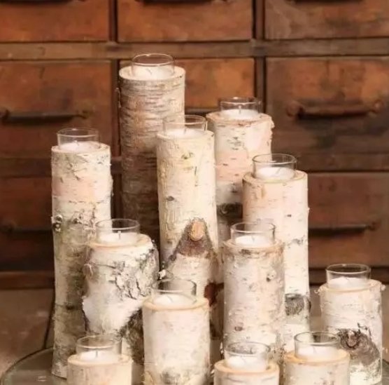 桦木被誉为木本植物里的活化石，桦木起源于什么时期？