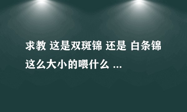 求教 这是双斑锦 还是 白条锦 这么大小的喂什么 什么样的饲养条件
