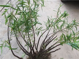 竹枝石斛的产地生境