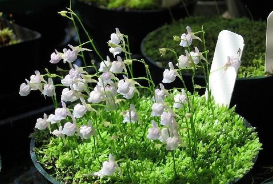 语文课代表的兔子好软好多水指什么？