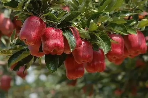 潘苹果和花牛的区别