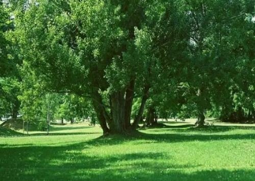 任尔东南西北风全诗