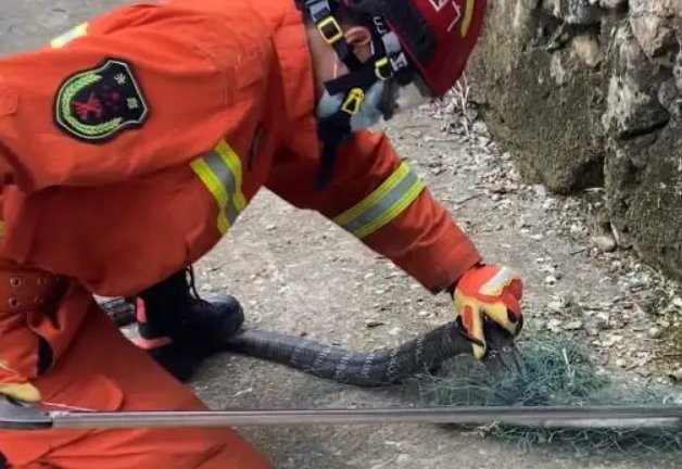 深圳有2米长眼镜王蛇窜入居民小区，这蛇从何而来？