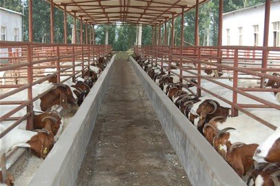 山东波尔山羊养殖场的养殖场简介