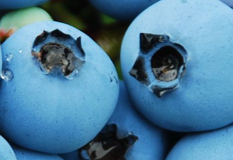 blue什么特殊含义是？