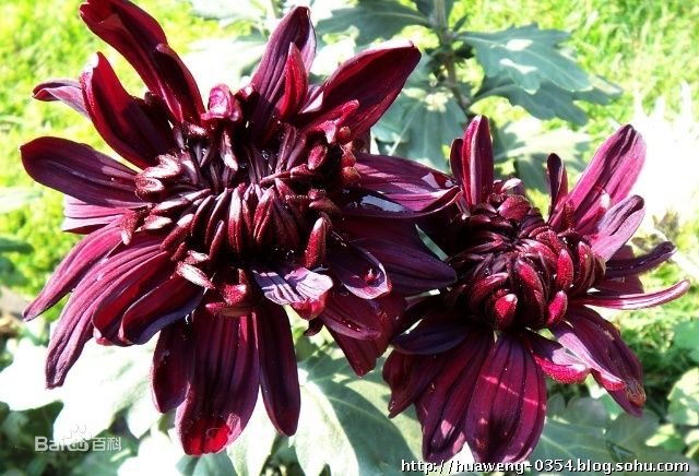 请问墨菊是什么颜色呢