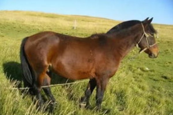 知书明理打一最佳动物生肖