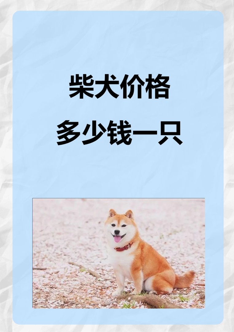 一只纯种的柴犬要多少价位？
