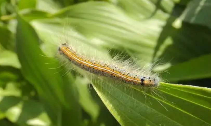 天幕毛虫可以吃普通树叶吗?