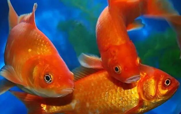 红鲤鱼与绿鲤鱼绕口令是什么?