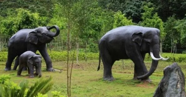 象群如何补给？