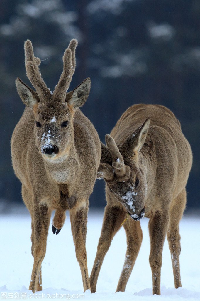 网曝二级保护动物獐被活体取奶？非法出售獐奶的如何惩治？