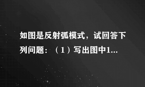 如图是反射弧模式，试回答下列问题：（1）写出图中1～5的结构名称．1______2______3______4______5______