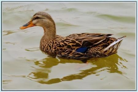 鸭子是如何交配的？为什么说它们很暴力？