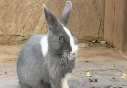 道奇兔和侏儒兔怎么区分？