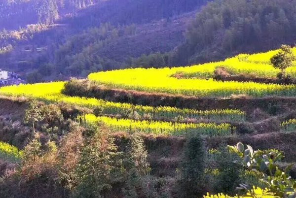 2023年婺源油菜花开放时间是何时？