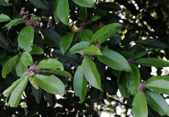 冬青有多少种？