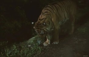 在吉林延边，深夜路遇东北虎隔车窗与人对视，遇到这种情况该怎么做？