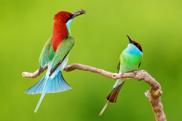 幸福鸟的传说故事