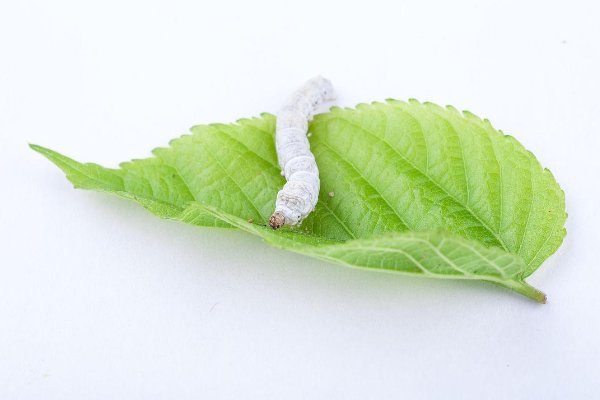 蚕宝宝死亡前征兆图片