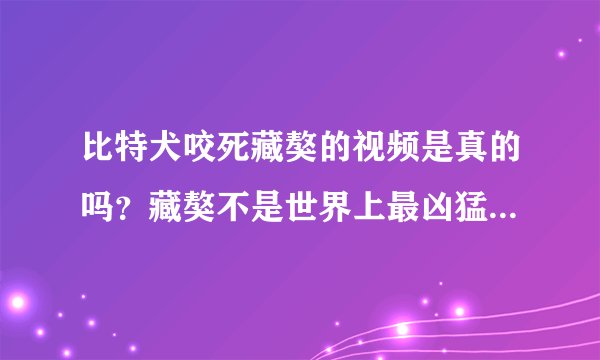 比特犬咬死藏獒的视频是真的吗？藏獒不是世界上最凶猛的犬类吗？