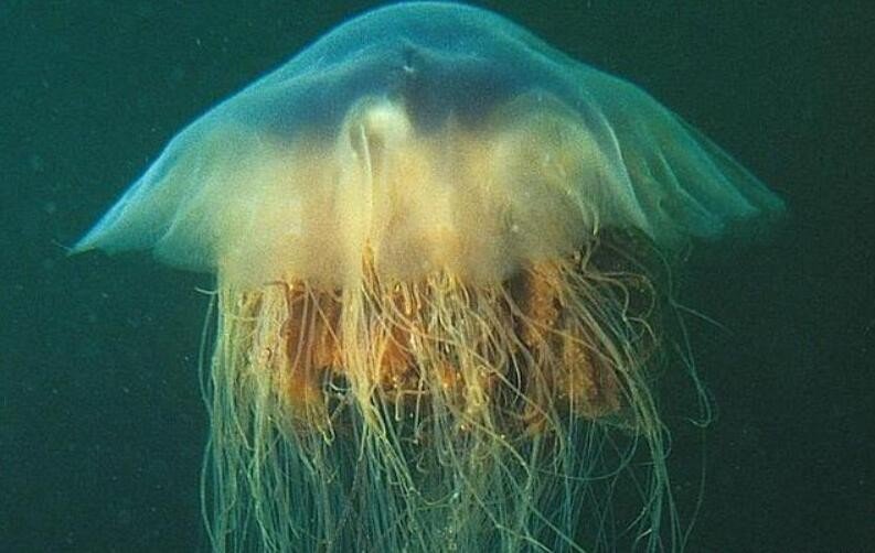 地球上到底存不存在所谓的外星生物？