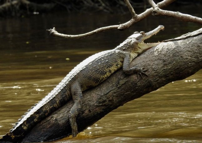 猜一猜下列哪种动物其实会爬树？