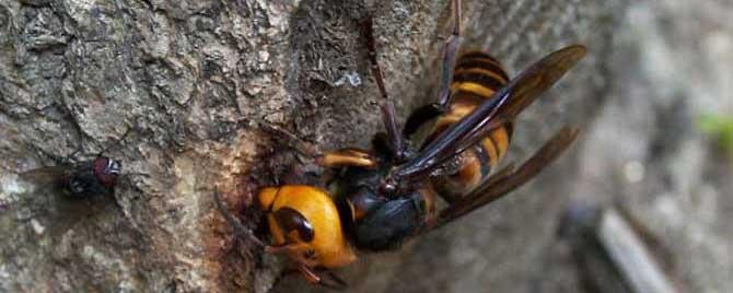 人头蜂是什么蜂（人头蜂和虎头蜂）