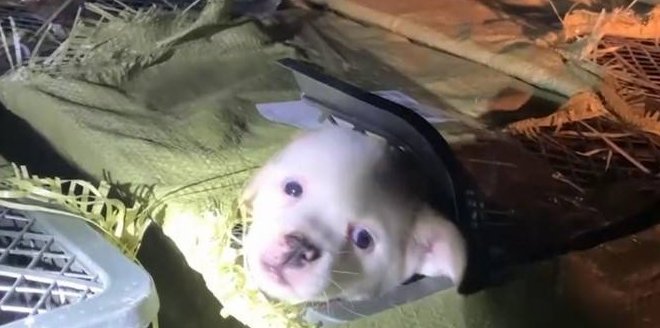 中通快递因宠物盲盒被约谈，为何中通越来越惹人嫌？