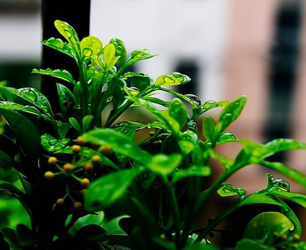 雨的四季的阅读答案