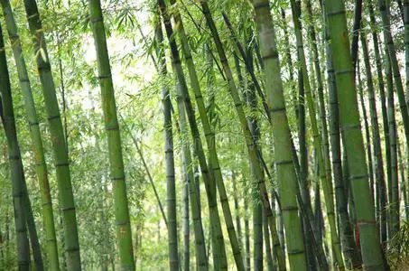 任尔东南西北风全诗